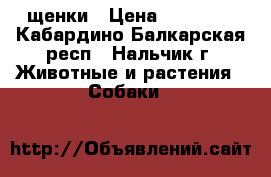 щенки › Цена ­ 10 000 - Кабардино-Балкарская респ., Нальчик г. Животные и растения » Собаки   